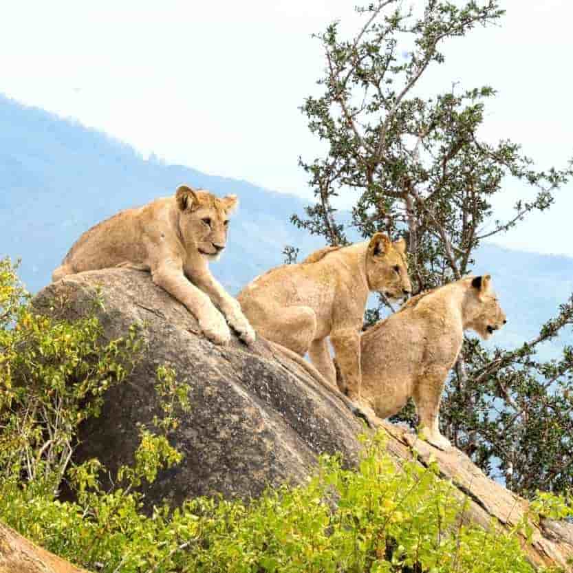 Kenya 4 Nights 5 Days Itinerary