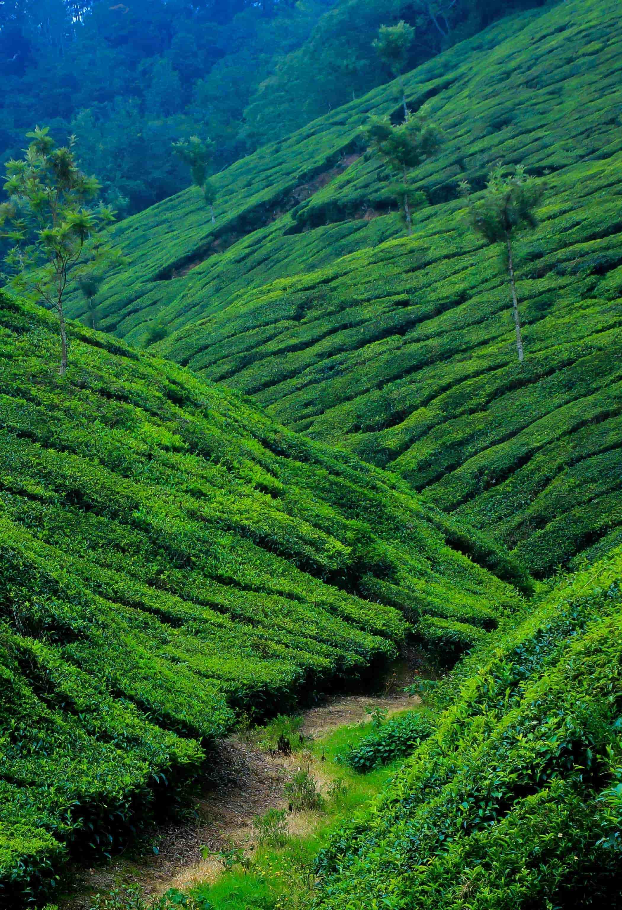Kerala 4 Night 5 Days 