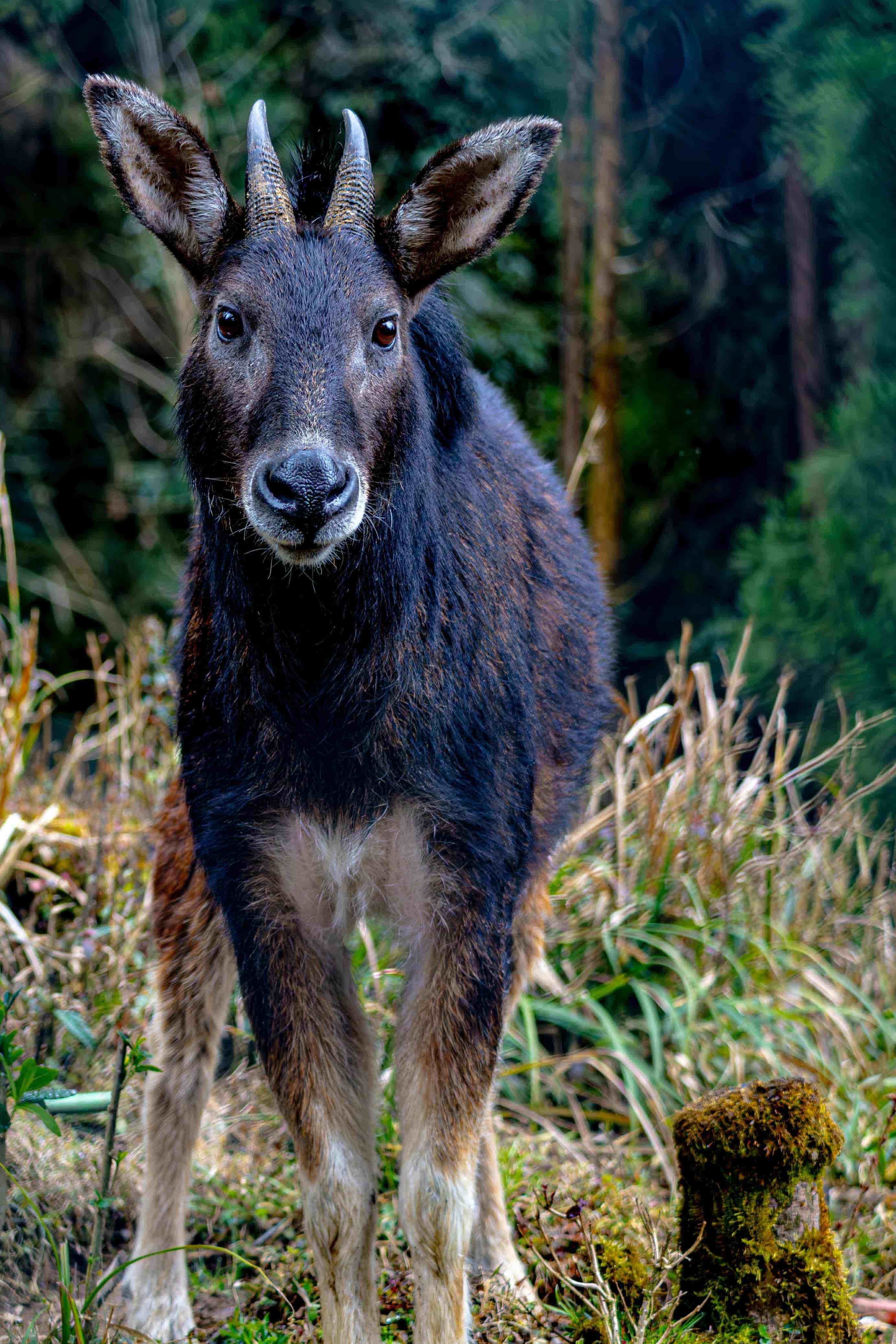 Gangtok - Darjeeling with Kalimpong  – Pelling 7 Night 8 Days 